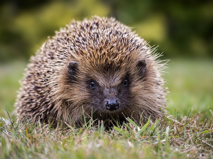 Hedgehog in the grass