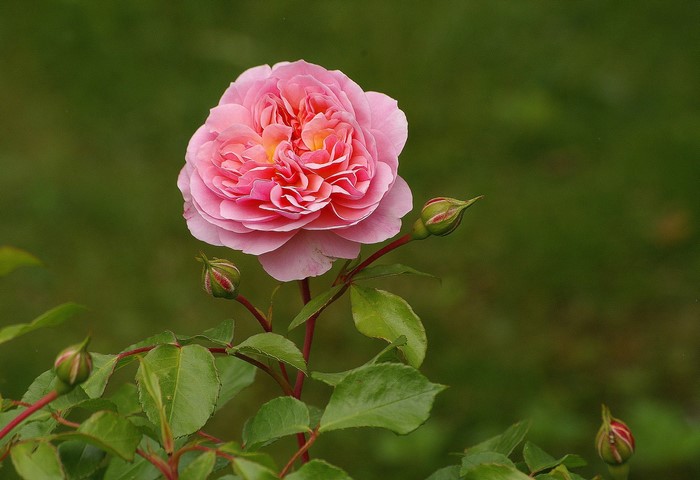 Pink rose with buds and green leaves