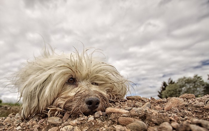 Muddy Havanese Bichon dog lying on stones