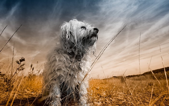 A white Havanese Bichon dog sits in a field