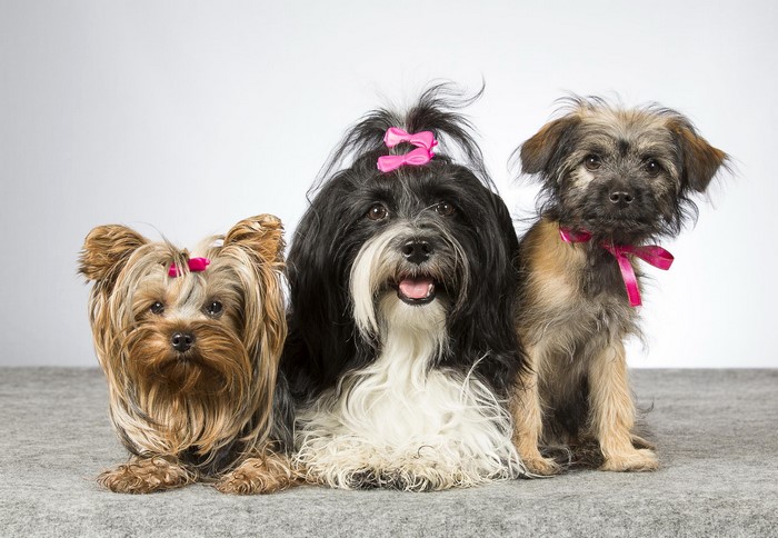 Three dogs with bows on a gray surface
