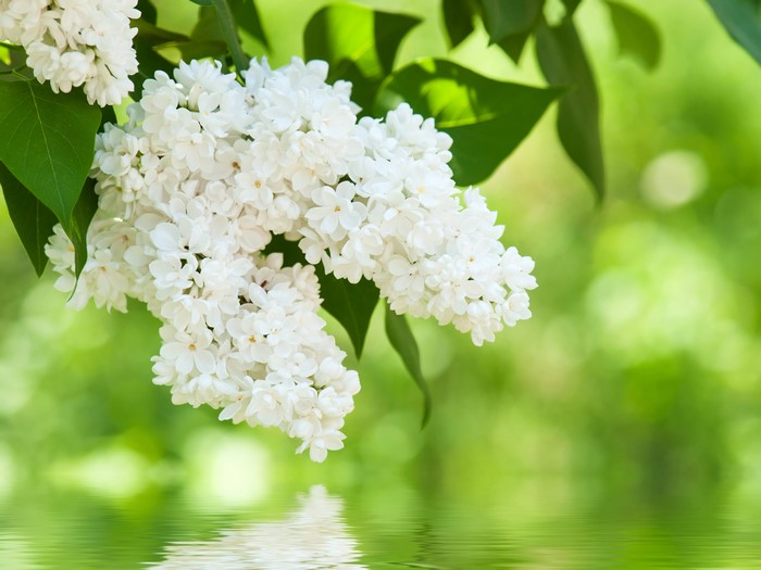 White Lilac Flowers with Greenery and Water Reflection