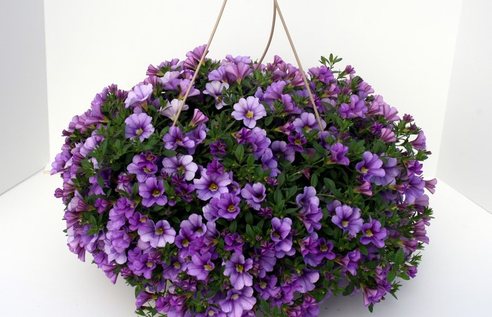 Calibrachoa Many