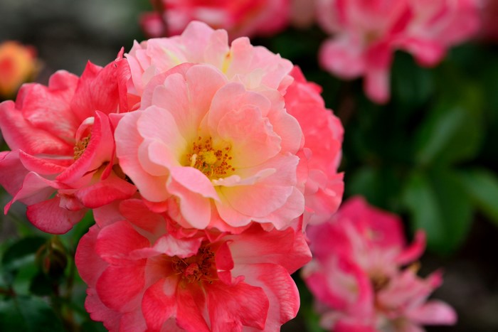 Close-up of pink and coral roses