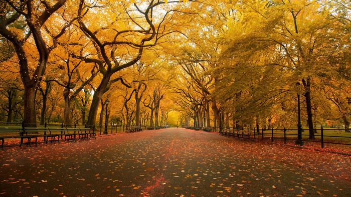 A tree-lined park path covered in autumn leaves