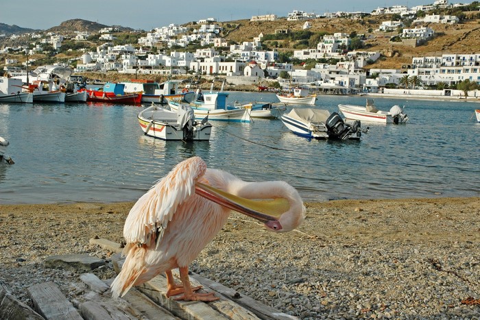 Pelican in Mykonos harbor with boats and white houses