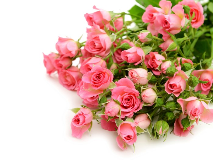 Many Pink Roses