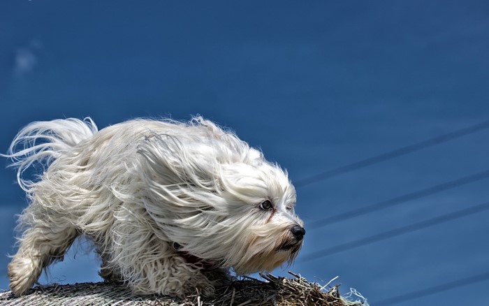 White dog with windblown fur against blue sky