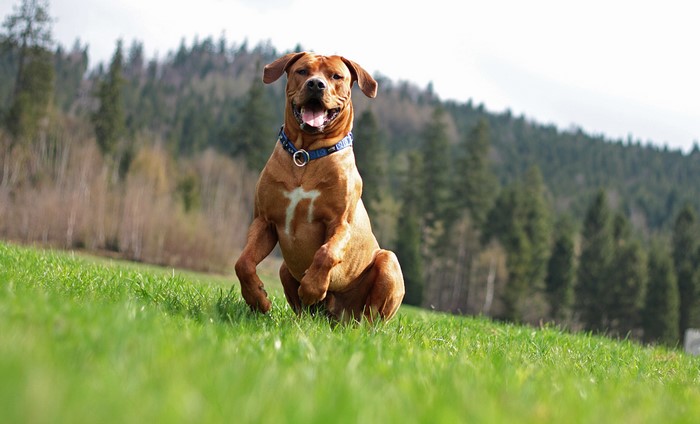 Rhodesian Ridgeback dog sitting in a grassy field