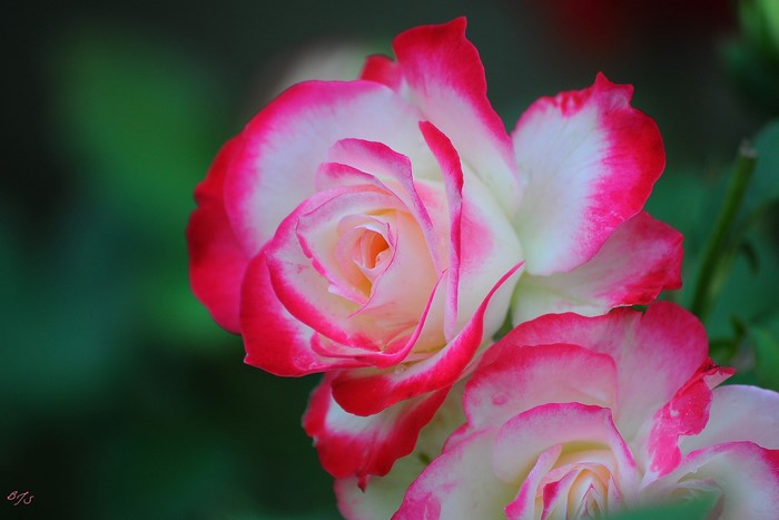 Close-up of two bicolor roses with pink edges