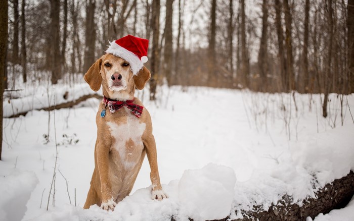 Dog wearing a Santa hat in the snow
