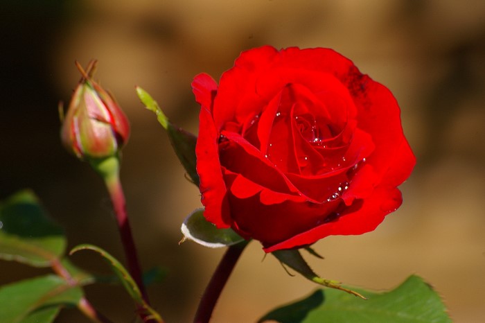 Red rose and rose bud