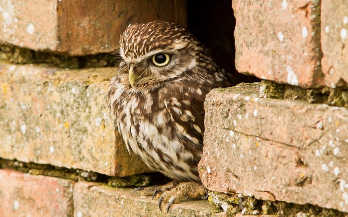 Little owl perched in a brick wall opening