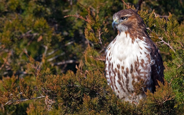 Red-tailed hawk perched on a tree branch