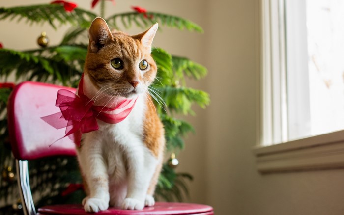 Orange cat with red bow near Christmas tree