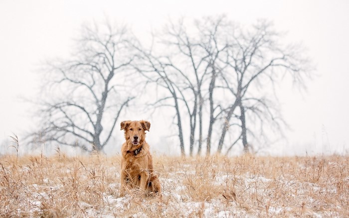 Golden Retriever dog sitting in a snowy field with trees