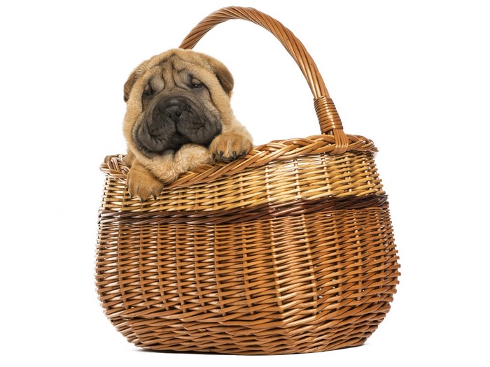 Shar Pei puppy in a wicker basket