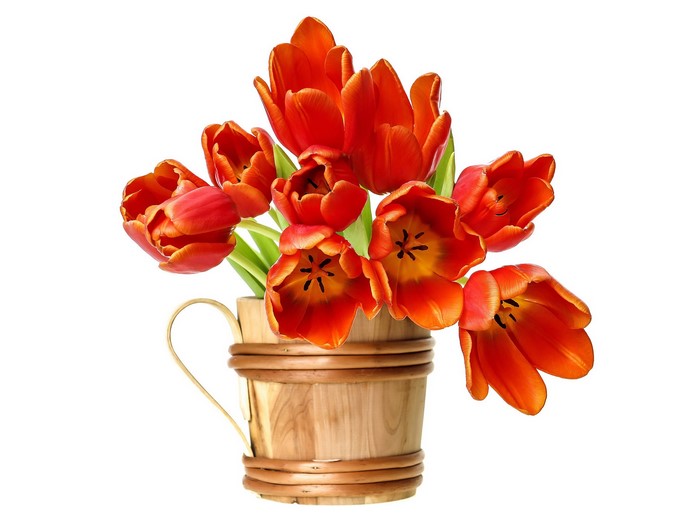 Red tulips in a wooden bucket