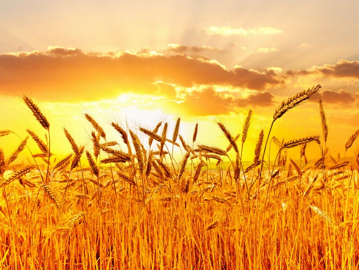 Wheat field at sunset