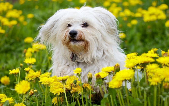 White Havanese dog sitting in a field of dandelions