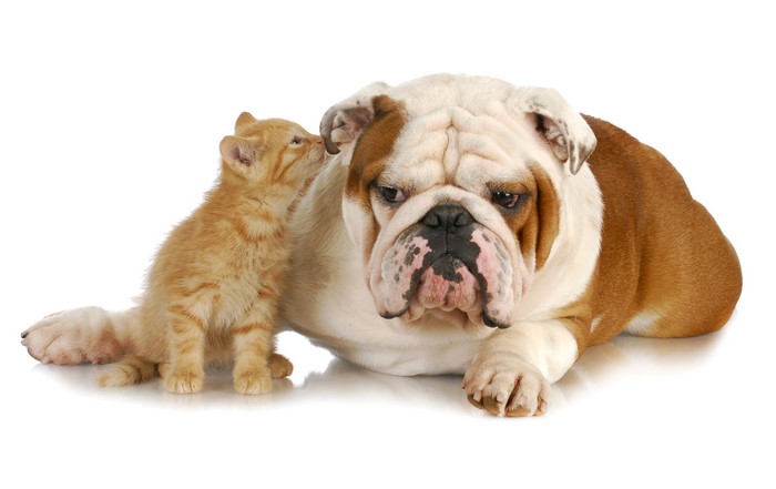 Kitten and Bulldog on White Background