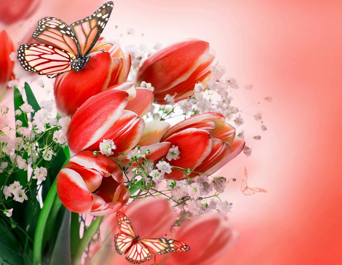 Red and white tulips with monarch butterflies