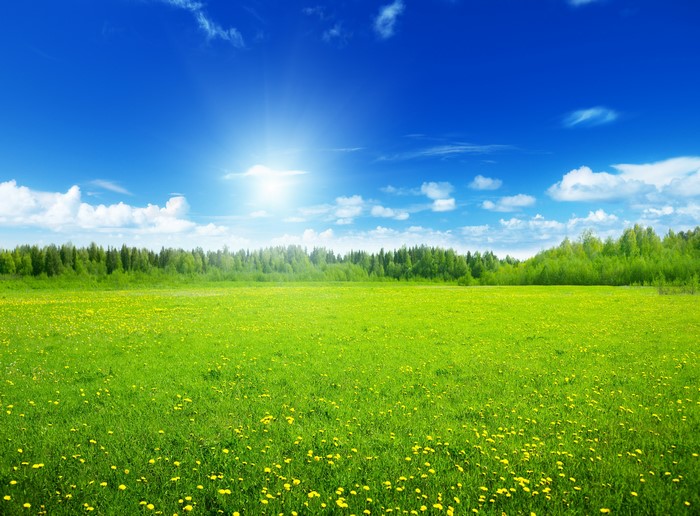 Sunny Meadow with Forest and Blue Sky