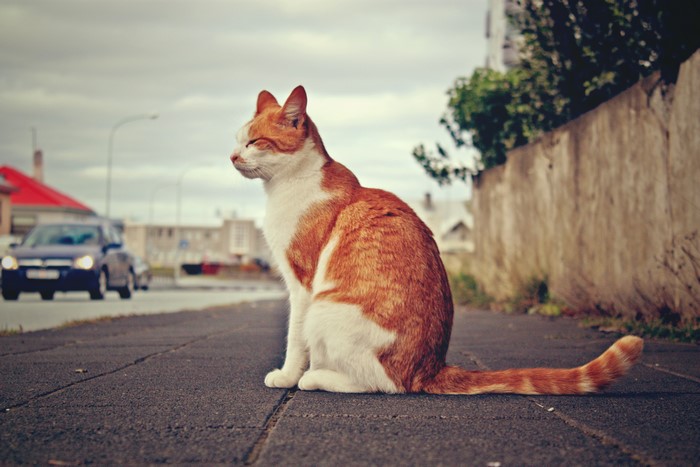 Orange and white cat sitting on pavement