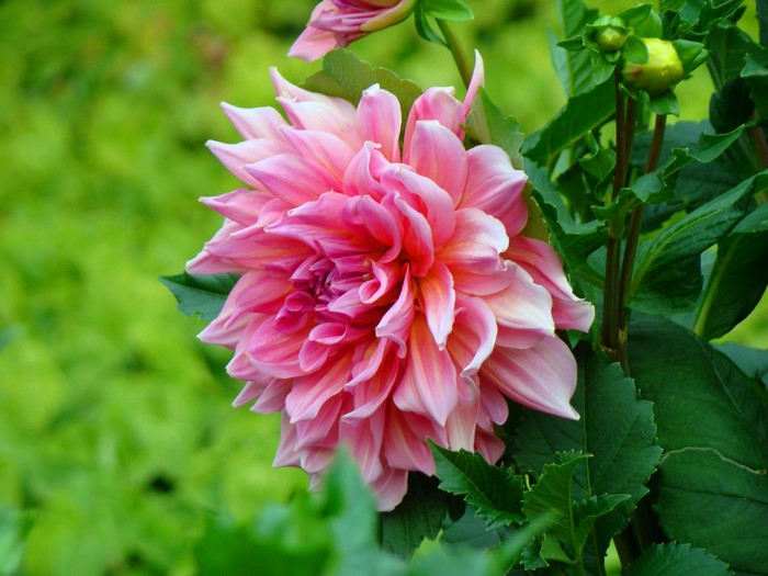 Pink Dahlia flower with green foliage