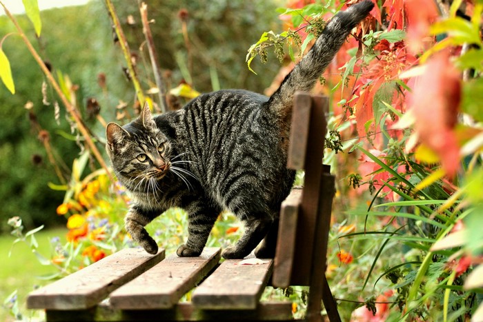 Tabby cat on a wooden bench in a garden