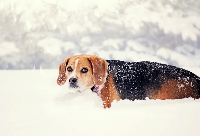 Beagle dog in the snow