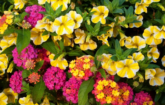 Vibrant Yellow Calibrachoa and Pink Verbena Flowers