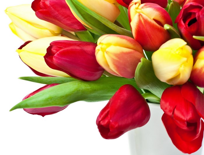 Close-up of red and yellow tulips in a white vase