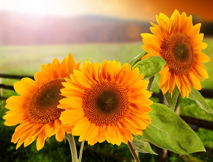 Three Sunflowers in a Field