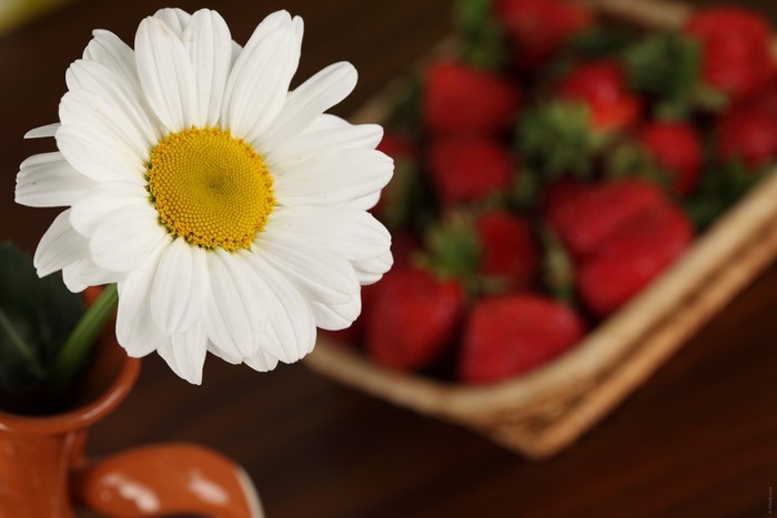 Daisy flower and strawberries in a basket
