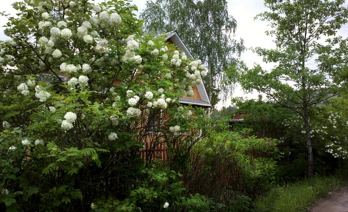 House with blooming snowball bush in Russia