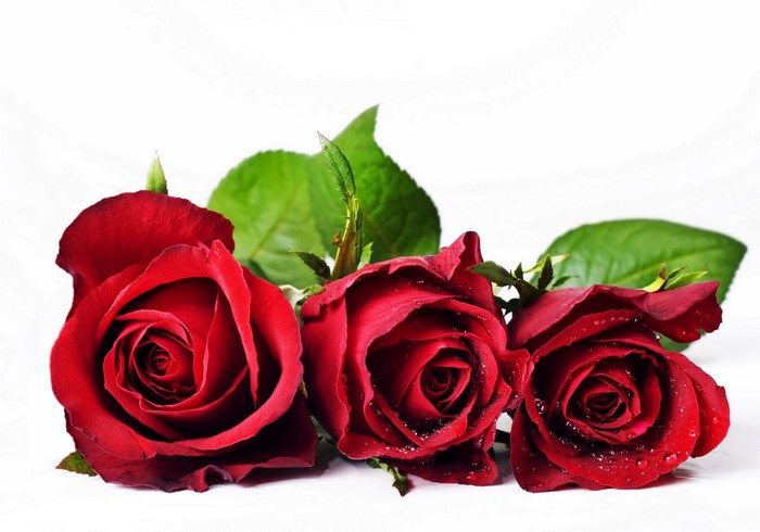 Three Red Roses with Water Droplets