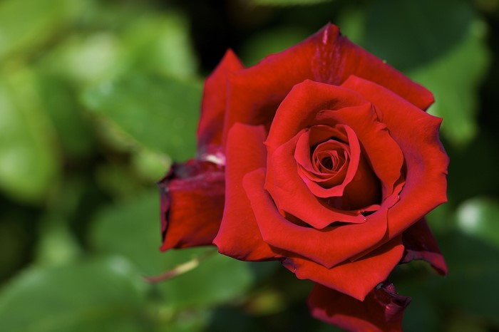 Red rose in bloom with green foliage