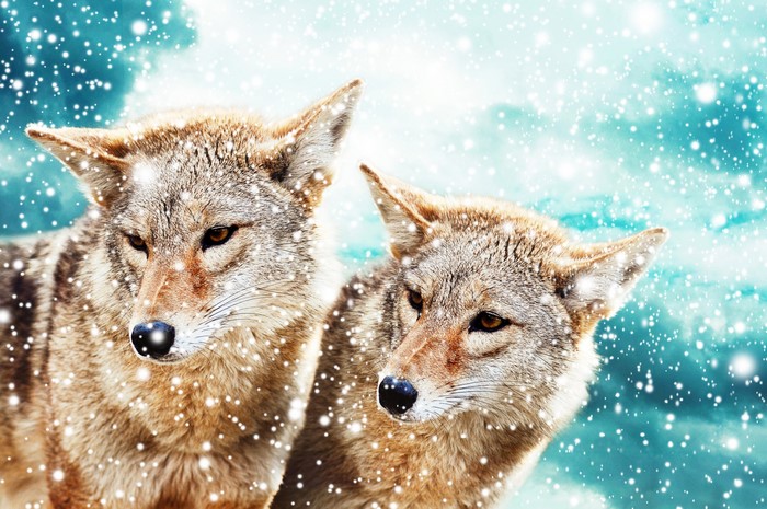 Two coyotes in falling snow