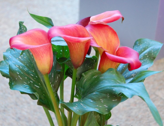 Pink and orange calla lilies with green leaves