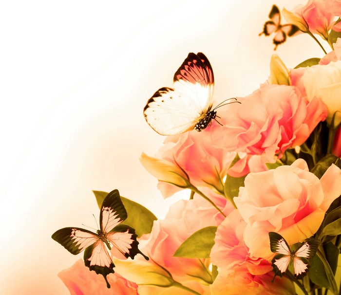 Butterflies on Pink Roses
