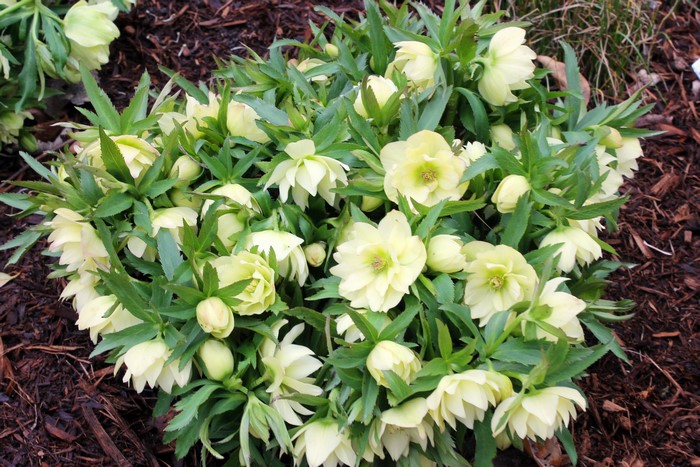 Pale yellow Hellebore flowers in bloom