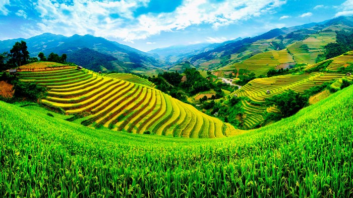 Terraced Rice Fields in Yen Bai, Vietnam