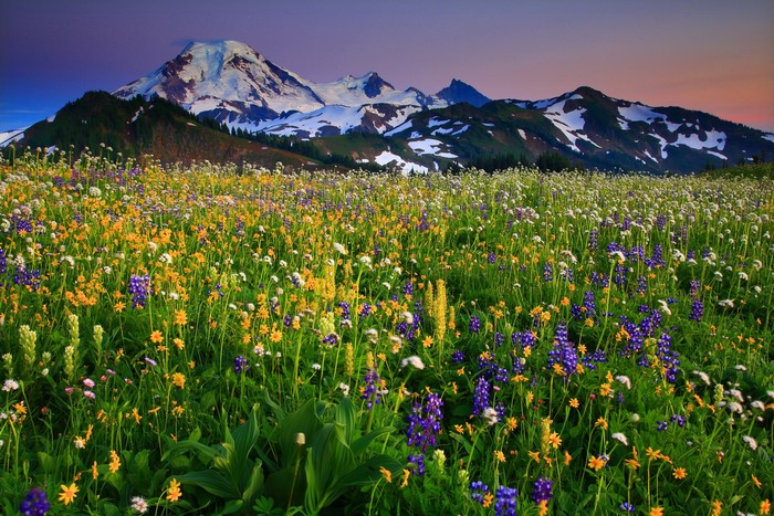 Wildflower Meadow with Mount Baker in Washington