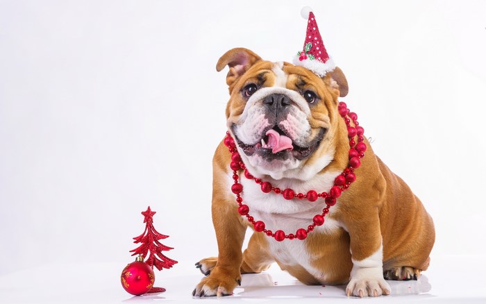 Bulldog wearing a Santa hat and beads