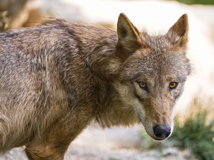 Wolf with amber eyes