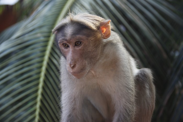 Monkey sitting near palm leaves