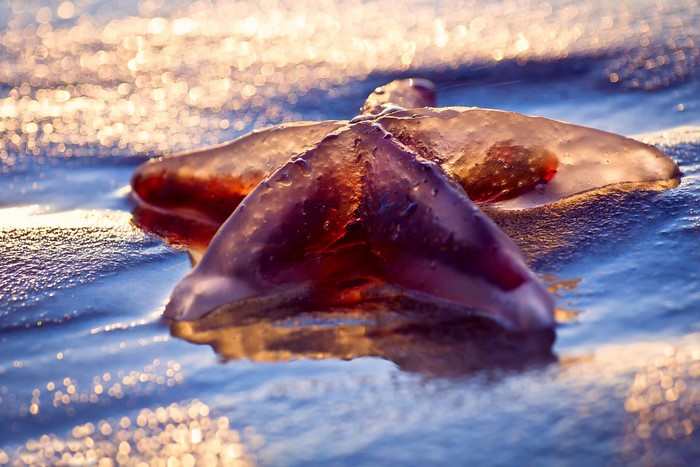 Starfish on a wet sandy beach at sunset