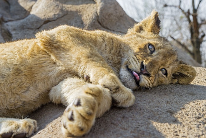 Lion cub lying on rocks with tongue out
