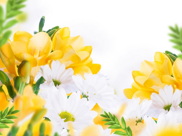 4K Freesia and Camomiles Closeup